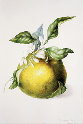 Empson watercolor 2