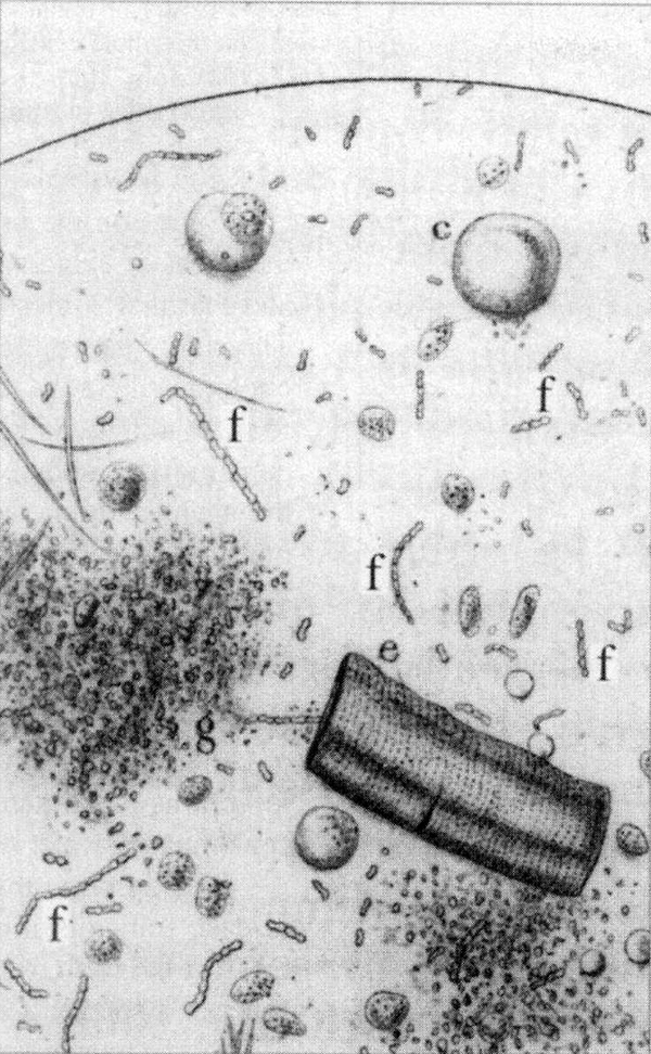 sample of hospital cholera patient, vibriones