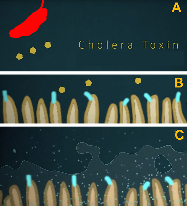 Cholera toxin  actions, Sambhu Nath De