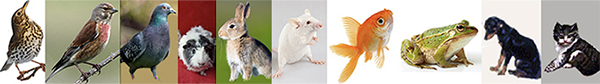 Small Laboratory animals, John Snow