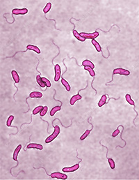 Vibrio cholerae bacteria